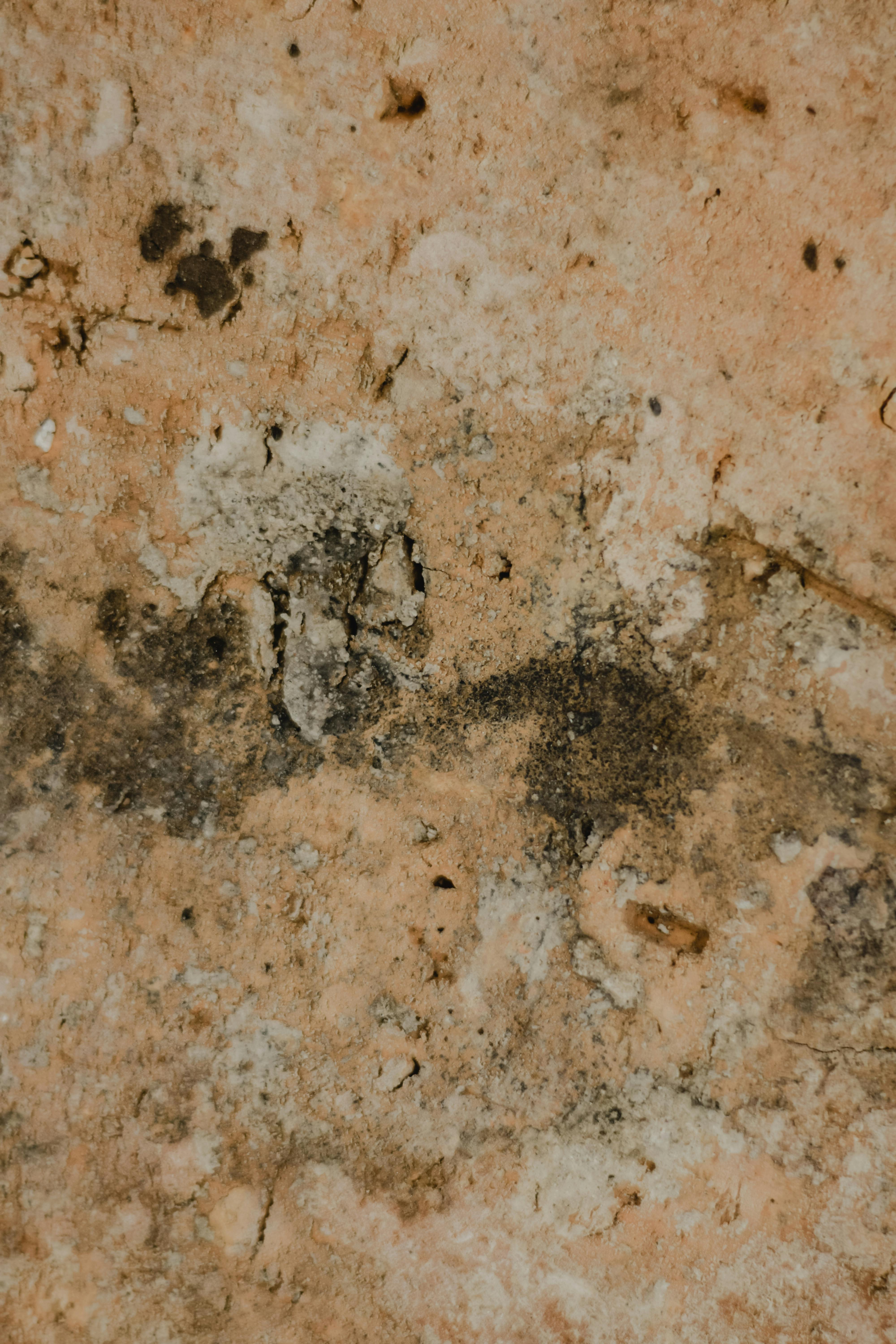 Mold on wall